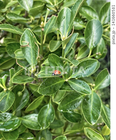 Ladybug on green leaves with water drops 141660581