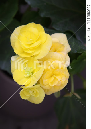 Radiant Golden Begonia Cluster Against a Dark Canvas Radiant Golden Begonia Cluster Against a Dark Canvas 141660697