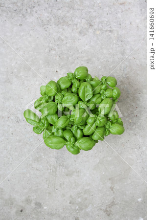 Vibrant Green Basil Crown Against a Textured Stone Backdrop Vibrant Green Basil Crown Against a Textured Stone Backdrop 141660698