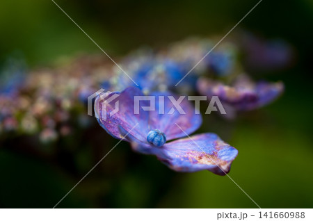 色褪せてゆく紫陽花 色褪せてゆく紫陽花 141660988