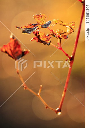 秋11月の森景色　雨の雫を付けた紅葉した枝 141661305