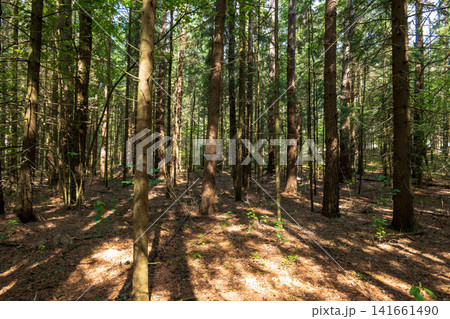 Conifer forest with pine and fir trunks under a high summer canopy Conifer forest with pine and fir trunks under a high summer canopy 141661490