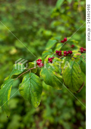 Glossy red berries on leafy branch after rain in temperate forest Glossy red berries on leafy branch after rain in temperate forest 141661498