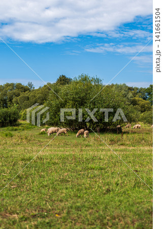 Sheep graze in a sunlit meadow with shrubs and low trees under sky Sheep graze in a sunlit meadow with shrubs and low trees under sky 141661504