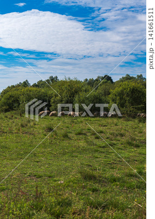 Sheep graze along a meadow edge under a sky with patchy clouds Sheep graze along a meadow edge under a sky with patchy clouds 141661511