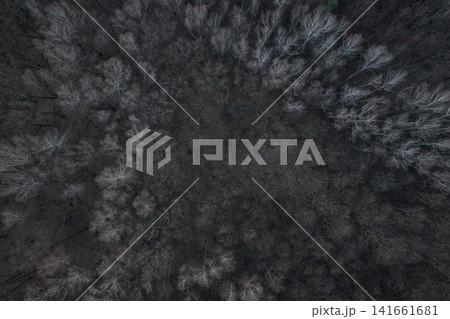 Aerial top down ring of leafless trees near Warsaw in late autumn 141661681