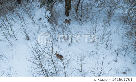 Aerial winter deer at Belarus woodland edge with snow and tracks Aerial winter deer at Belarus woodland edge with snow and tracks 141661761