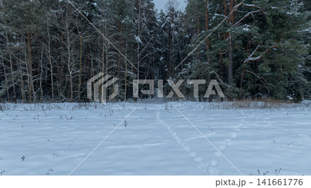 Winter forest edge and snow clearing with path into pines, Belarus Winter forest edge and snow clearing with path into pines, Belarus 141661776