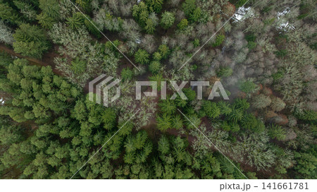Aerial late winter Belarus forest with pines, bare trees, and fog 141661781