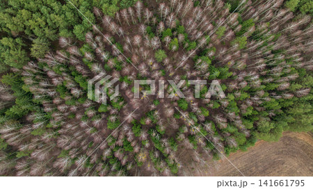Aerial Belarus winter woodland with birch crowns and evergreen pines 141661795