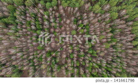 Aerial winter grid of birches and conifers in rural Belarus Aerial winter grid of birches and conifers in rural Belarus 141661796