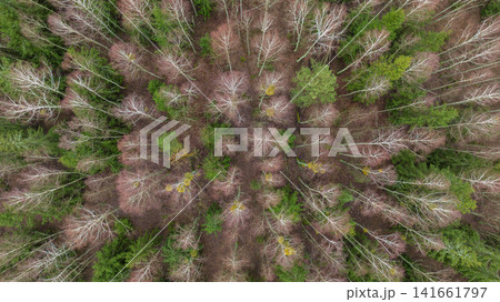 Aerial winter Belarusian forest with birch canopies and evergreens Aerial winter Belarusian forest with birch canopies and evergreens 141661797