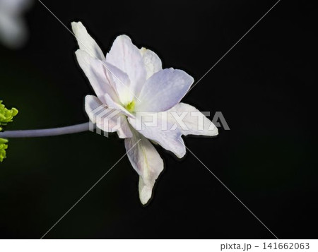 白いガクアジサイの花のクローズアップ 141662063