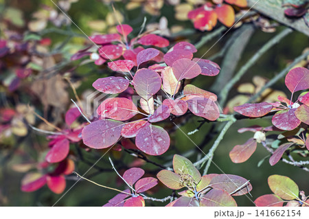 Dense Red and Purple Autumn Foliage of Smoke Tree Dense Red and Purple Autumn Foliage of Smoke Tree 141662154