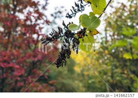 Dry Lilac Seed Pods and Heart Shaped Leaves in Autumn Garden 141662157