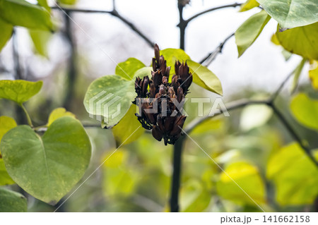 Close View of Mature Dry Seed Capsules on Common Lilac 141662158
