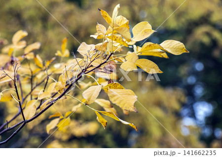 Yellow Autumn Leaves and Winged Seeds of Common Hoptree Yellow Autumn Leaves and Winged Seeds of Common Hoptree 141662235