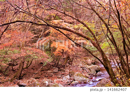 紅葉が美しい赤西渓谷の風景 紅葉が美しい赤西渓谷の風景 141662407