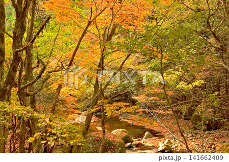 紅葉が美しい赤西渓谷の風景 141662409