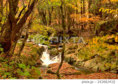 紅葉が美しい赤西渓谷の風景 141662418