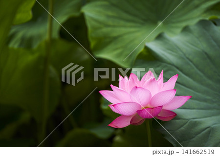 夏の公園の池に咲くハスの花 141662519