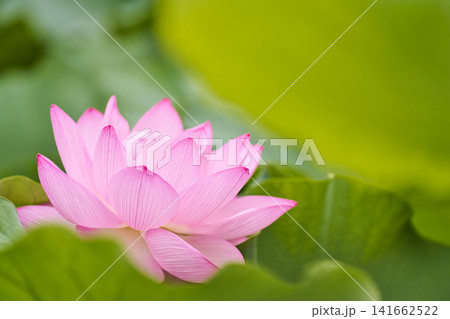 夏の公園の池に咲くハスの花 夏の公園の池に咲くハスの花 141662522