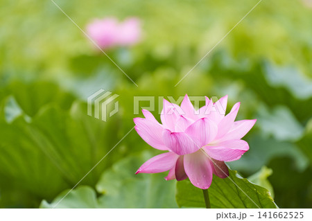 夏の公園の池に咲くハスの花 夏の公園の池に咲くハスの花 141662525