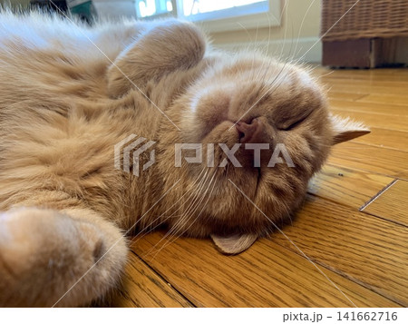 床で仰向けに眠る茶トラ猫 床で仰向けに眠る茶トラ猫 141662716