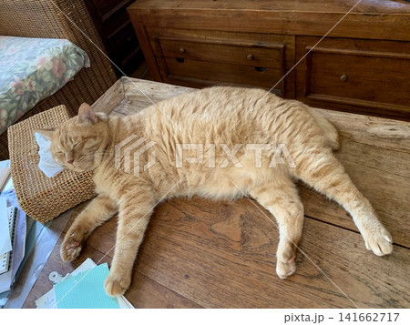 テーブルで横になって眠る茶トラ猫 テーブルで横になって眠る茶トラ猫 141662717