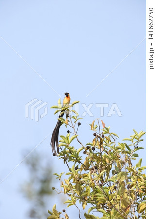 オナガホウオウジャク オナガホウオウジャク 141662750