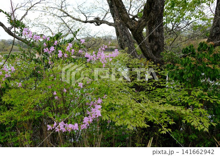 三景園花の景色 三景園花の景色 141662942