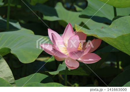 埼玉県行田市古代蓮の里の蓮の花 埼玉県行田市古代蓮の里の蓮の花 141663000