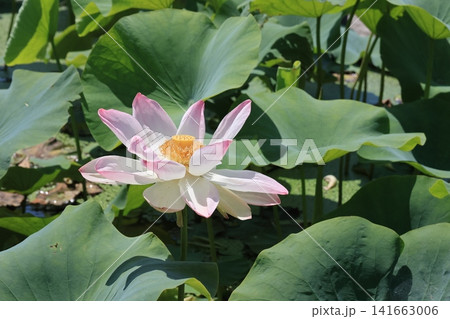 埼玉県行田市古代蓮の里の蓮の花 埼玉県行田市古代蓮の里の蓮の花 141663006