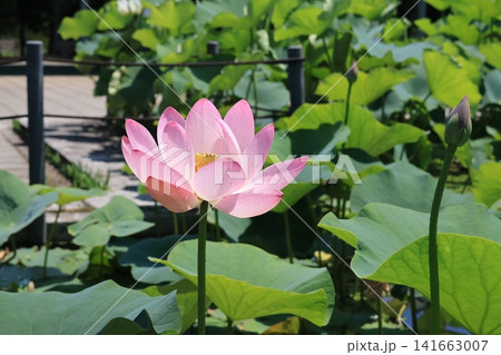 埼玉県行田市古代蓮の里の蓮の花 141663007