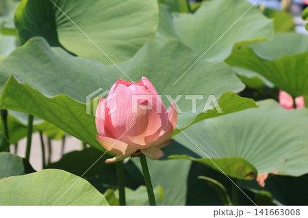 埼玉県行田市古代蓮の里の蓮の花 141663008