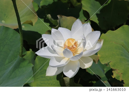 埼玉県行田市古代蓮の里の蓮の花 埼玉県行田市古代蓮の里の蓮の花 141663010
