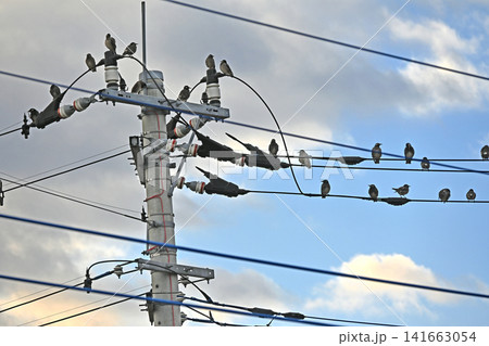 電線に集まるたくさんのムクドリ 電線に集まるたくさんのムクドリ 141663054
