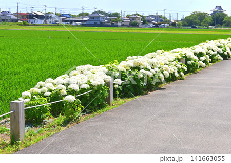 騎西のあじさいロード 騎西のあじさいロード 141663055