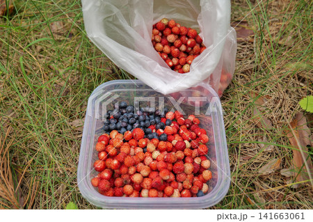 Wild Strawberries and Bilberries in Plastic Container and Bag Wild Strawberries and Bilberries in Plastic Container and Bag 141663061