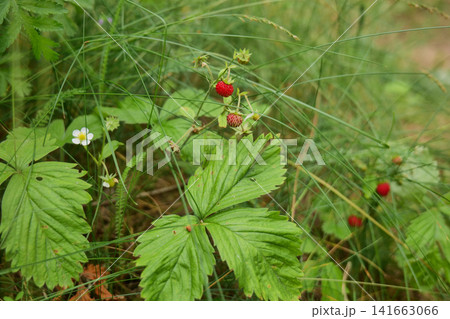 Ripe Woodland Strawberries Growing on Stem 141663066
