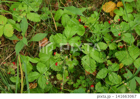 Wild Strawberry Patch in Forest Wild Strawberry Patch in Forest 141663067