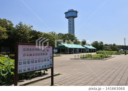 埼玉県行田市の古代蓮の里に建つ行田タワーの見える風景 埼玉県行田市の古代蓮の里に建つ行田タワーの見える風景 141663068