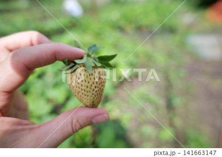 Hand holding an unripe green strawberry in a garden 141663147