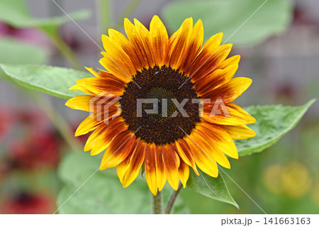ヒマワリの花1輪は黄色とマルーンの覆輪 ヒマワリの花1輪は黄色とマルーンの覆輪 141663163