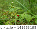 Red Wild Strawberries on Forest Plant 141663195