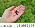 Freshly Picked Wild Berries in Hand 141663196