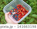 Hand Holding Plastic Container with Wild Strawberries and Bilberries 141663198