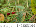 Two Ripe Wild Strawberries on a Forest Plant 141663199