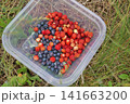 Freshly Picked Forest Berries in Hand and Plastic Container 141663200