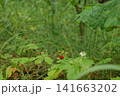 Wild strawberries growing, in forest floor, with wild strawberries, green leaves 141663202